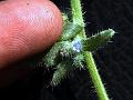 Hairy Bugloss